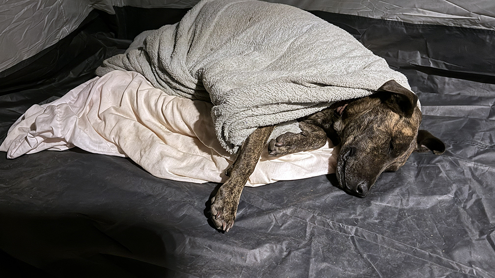 rey-in-sleeping-bag_sm